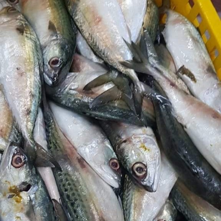 Ikan Gembung Guring 1 Kg