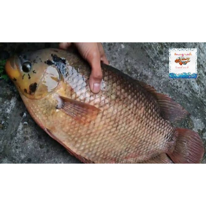 Ikan Gurame  2