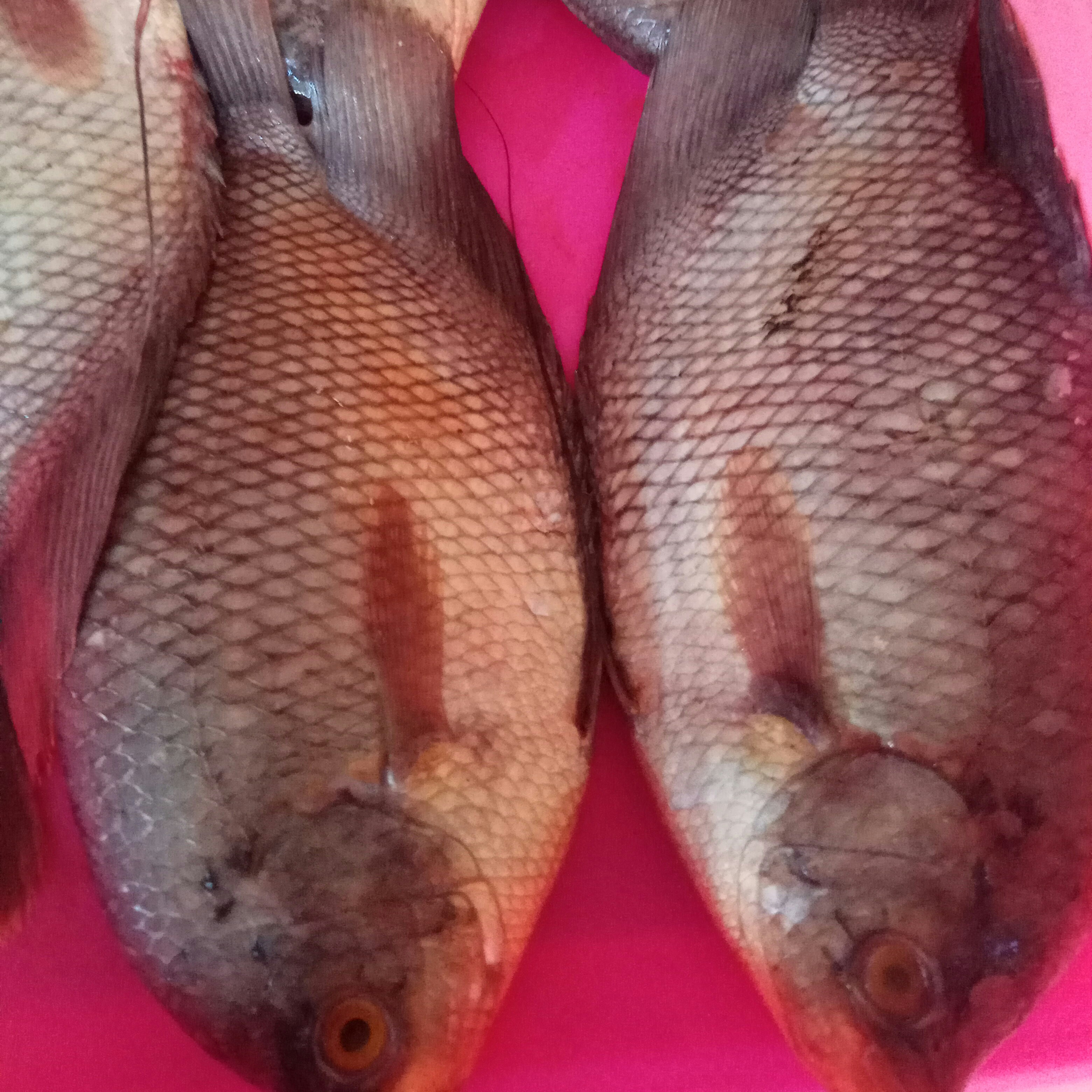 Ikan Gurame 1kg