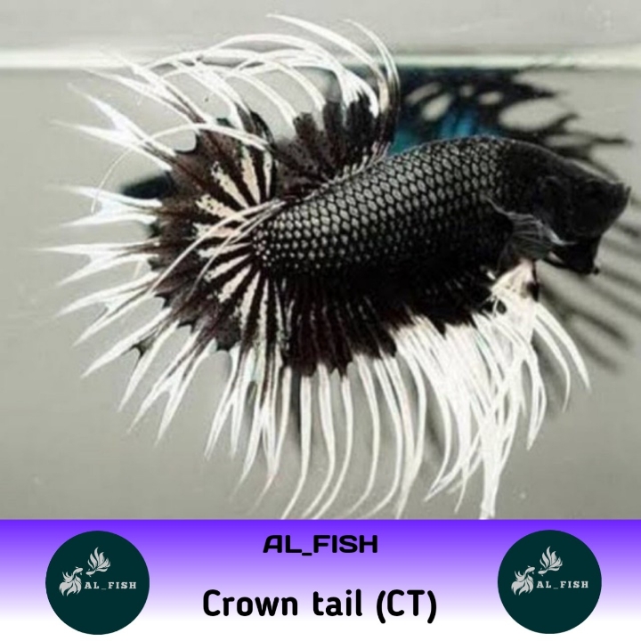 Ikan Hias Cupang Crown Tail CT Serit Zize M