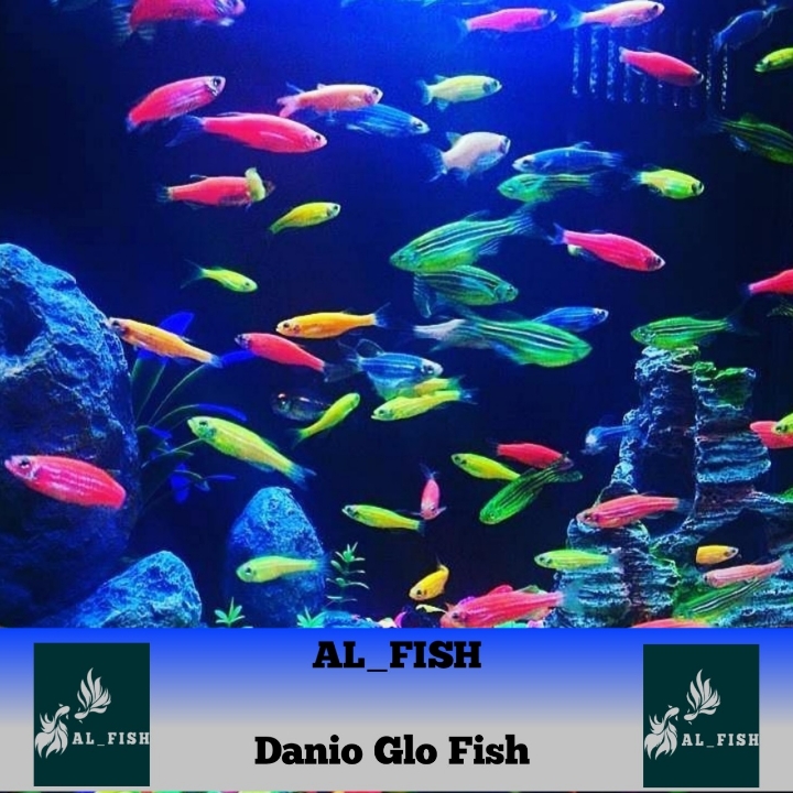 Ikan Hias Danio Glowfish 