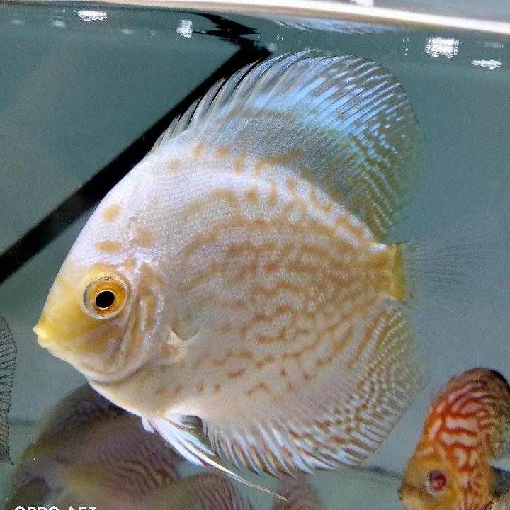 Ikan Hias Discus White Piegon