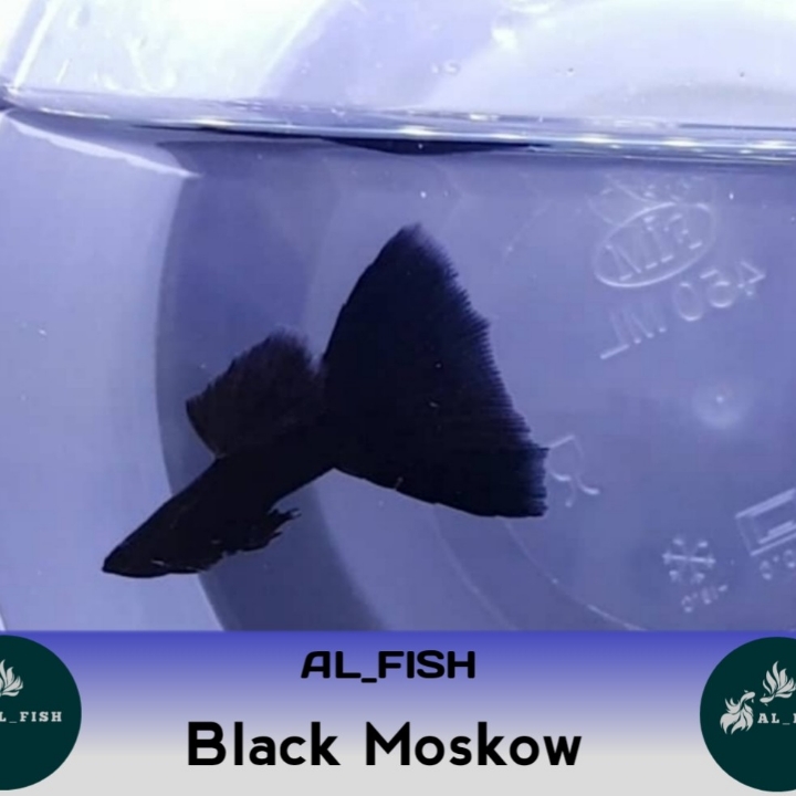 Ikan Hias Guppy Black Moskow 