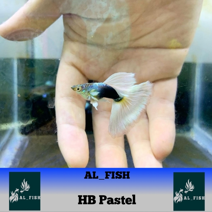 Ikan Hias Guppy HB PASTEL 