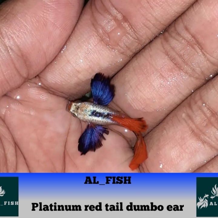 Ikan Hias Guppy PRTDE Platinum Red Tail Dumbo Ear 