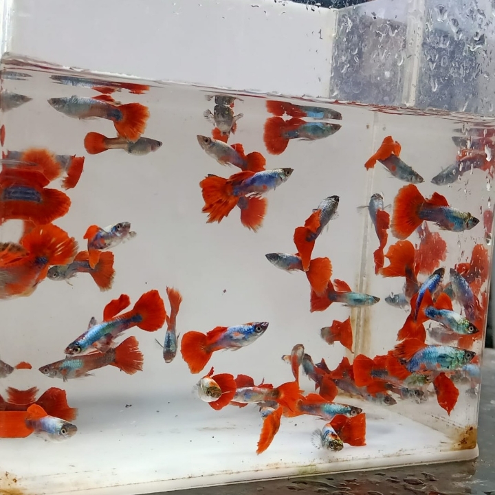 Ikan Hias Guppy PRTDE Platinum Red Tail Dumbo Ear  2