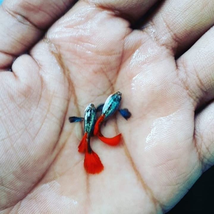 Ikan Hias Guppy PRTDE Platinum Red Tail Dumbo Ear  3