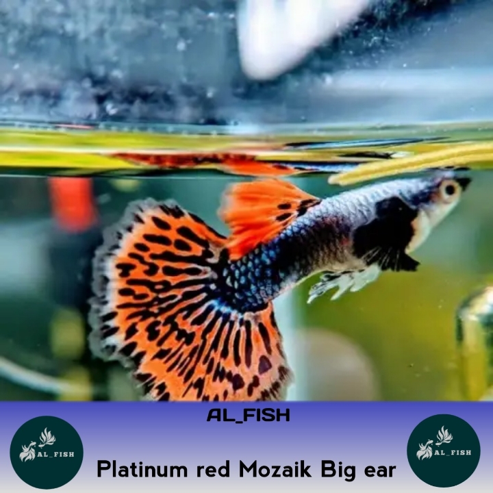 Ikan Hias Guppy Platinum Red Mozaik Big Ear 