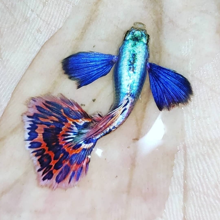 Ikan Hias Guppy Platinum Red Mozaik Big Ear  3