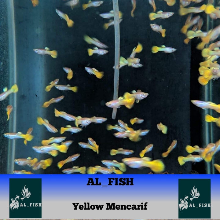 Ikan Hias Guppy Yellow Micarif 