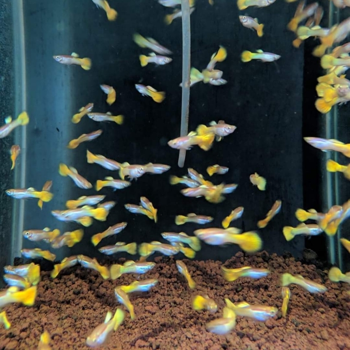 Ikan Hias Guppy Yellow Micarif  2