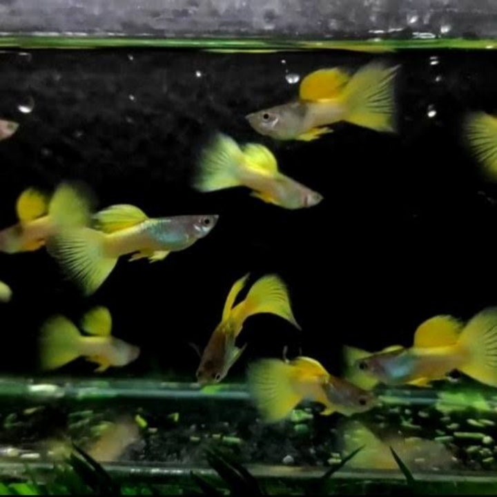 Ikan Hias Guppy Yellow Micarif  3