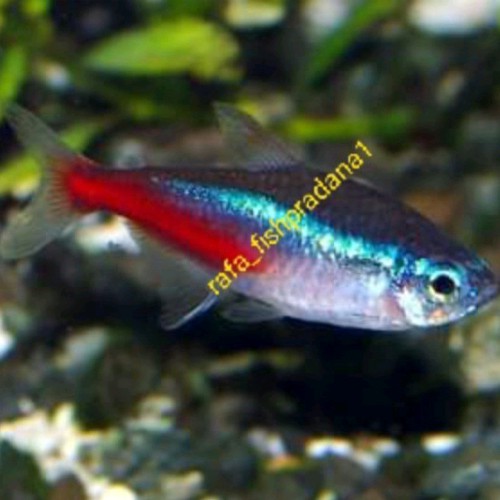 Ikan Hias Neon Tetra Size Xl