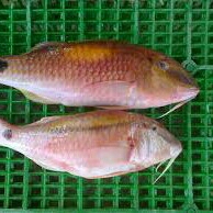 Ikan Janggut