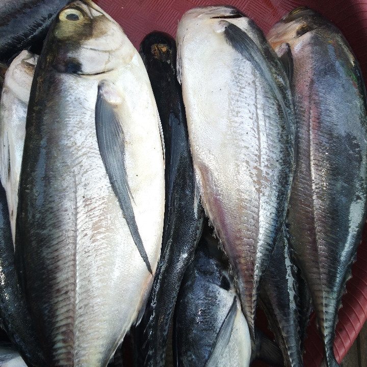 Ikan Kacangan