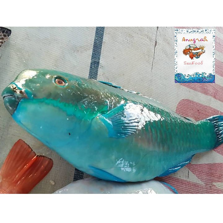 Ikan Kakak Tua 2