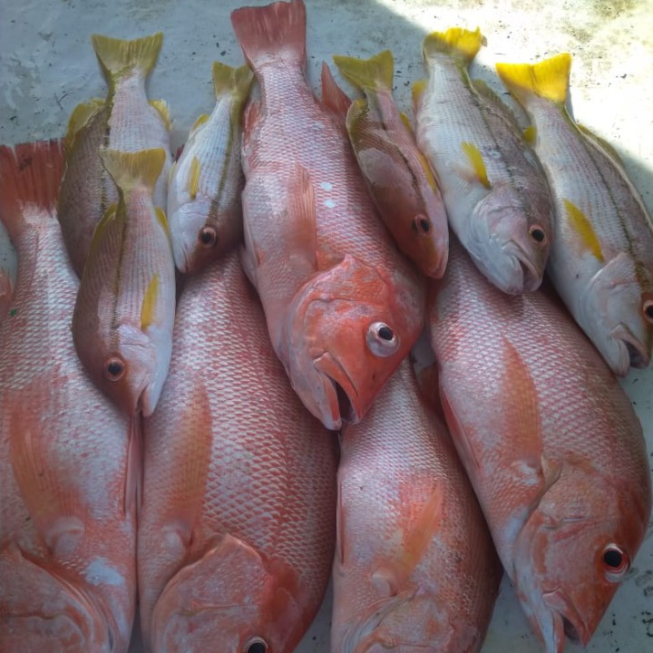 Ikan Kakap Merah