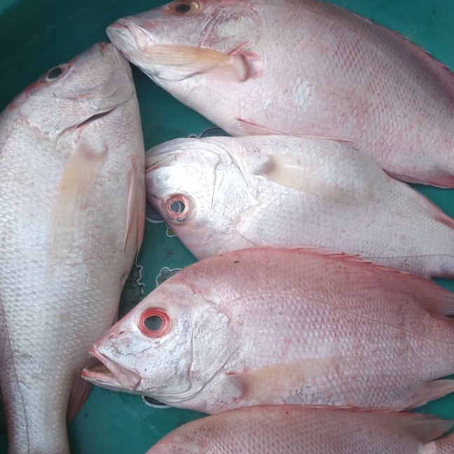 Ikan Kakap Merah A1 3