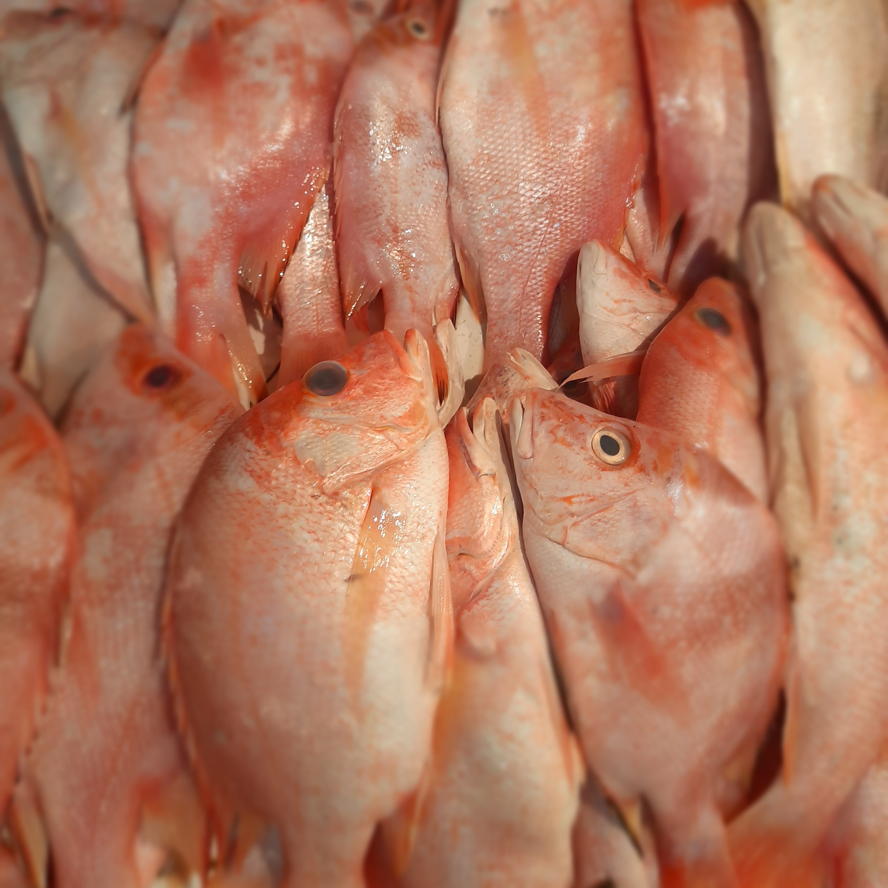 IKAN KAKAP MERAH 1KG