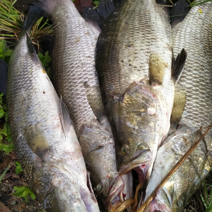 Ikan Kanja Baramundi