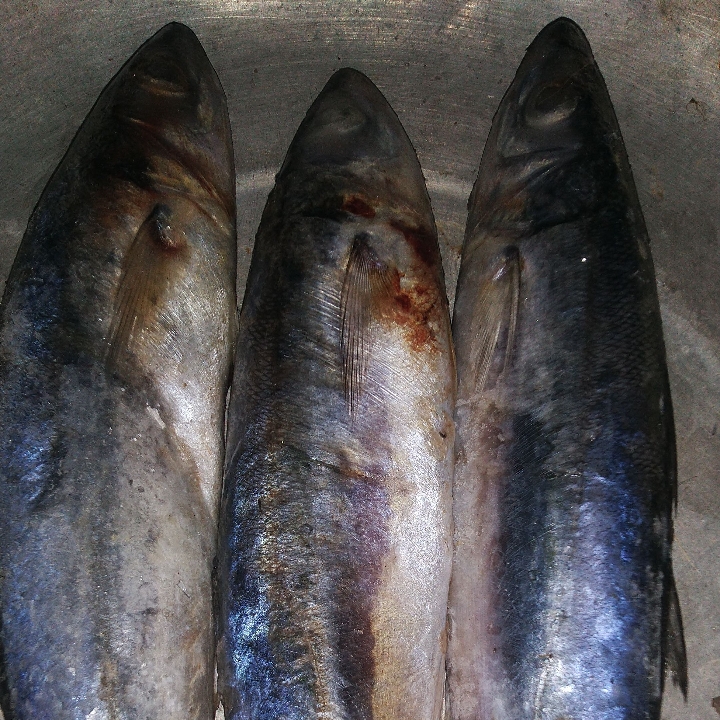 Ikan Kembung