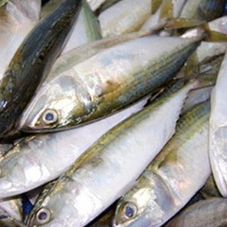 Ikan Kembung