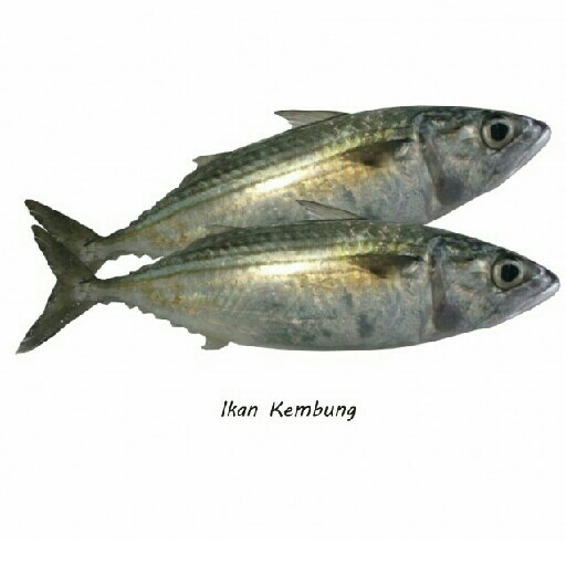 Ikan Kembung