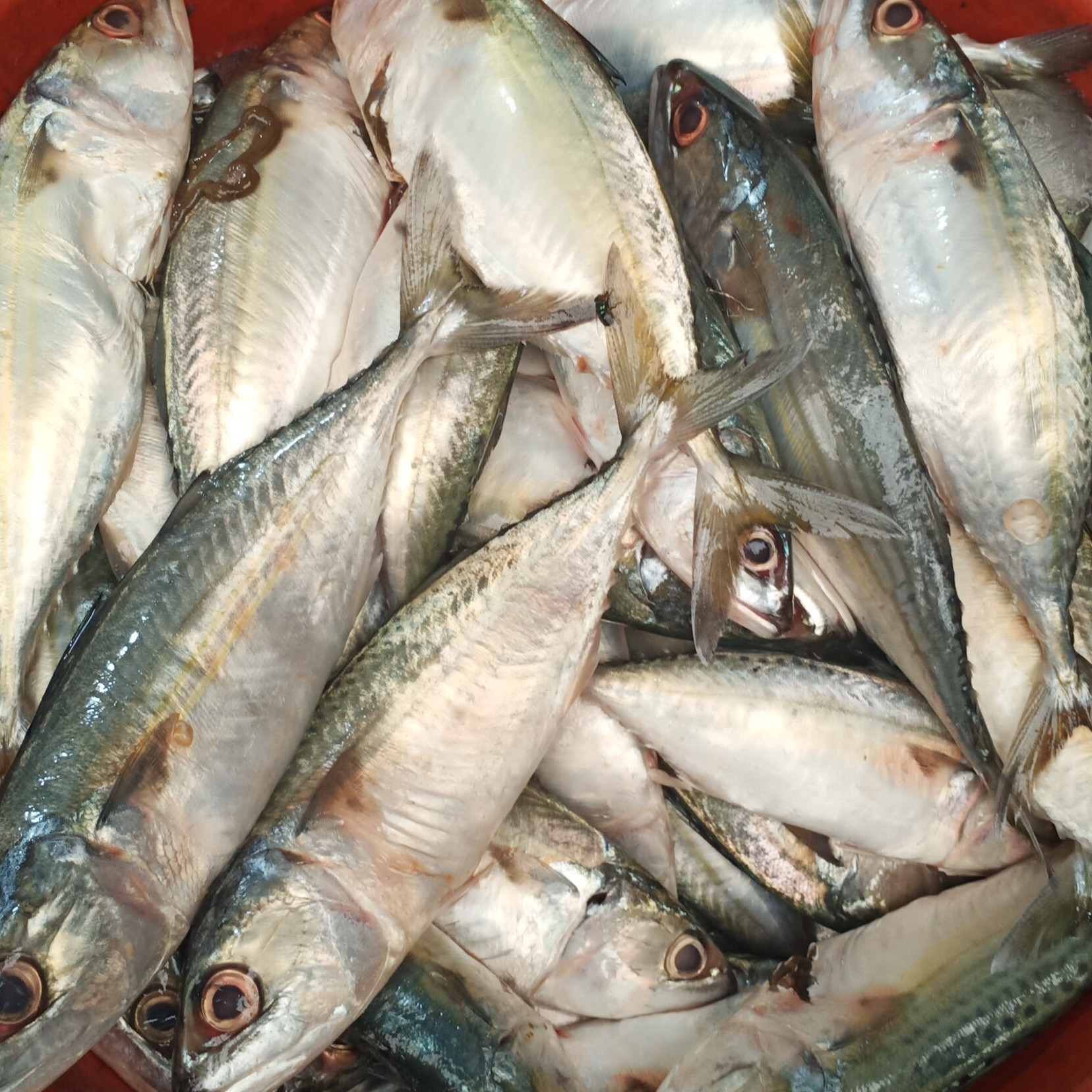 Ikan Kembung