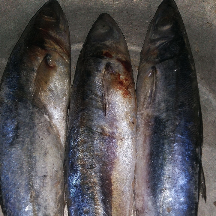 Ikan Kembung 2