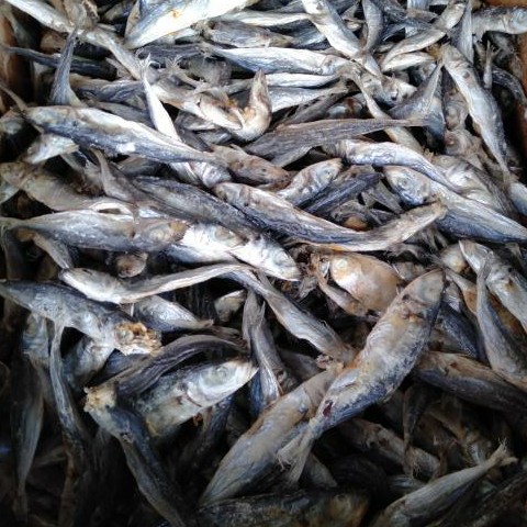 Ikan Kembung Asin