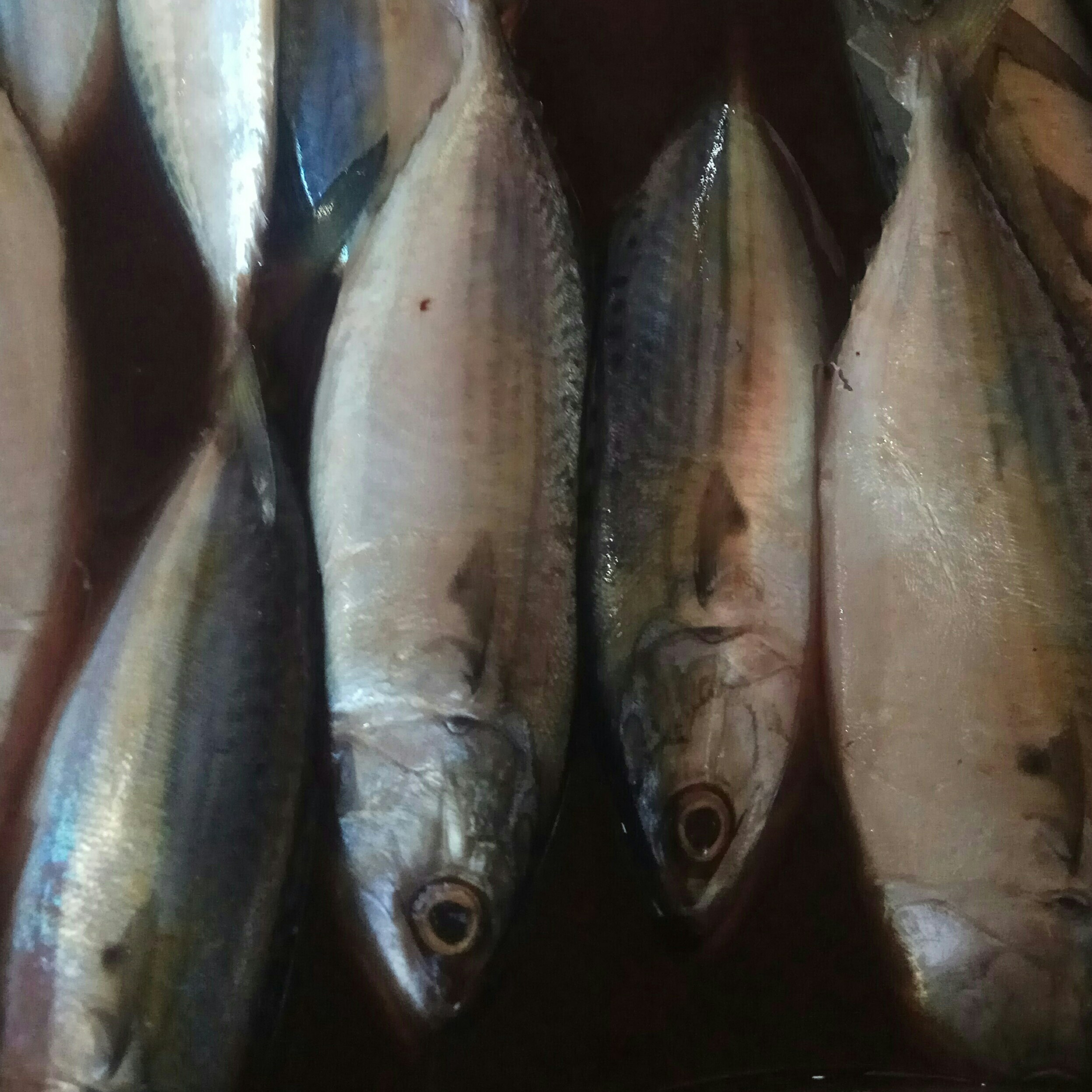 Ikan Kembung Banjar 500gr