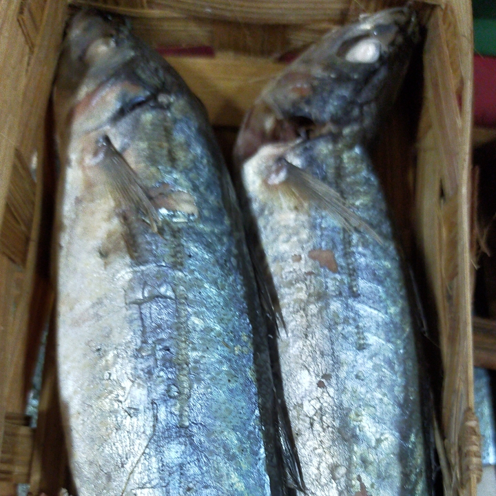 Ikan Keranjang - Ikan Cue 