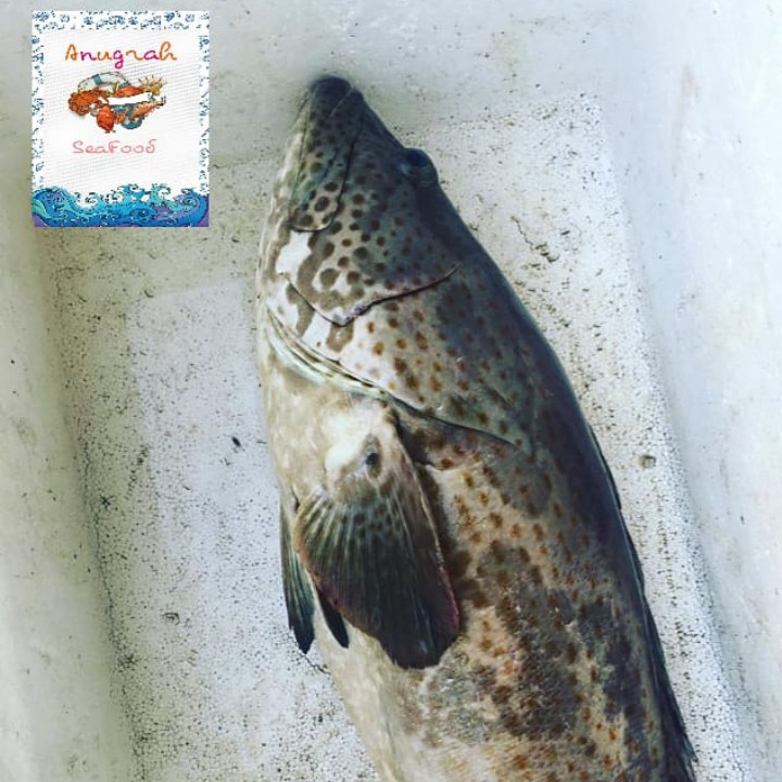 Ikan Kerapu 2