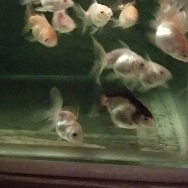 Ikan Koki Oranda Anakan 2