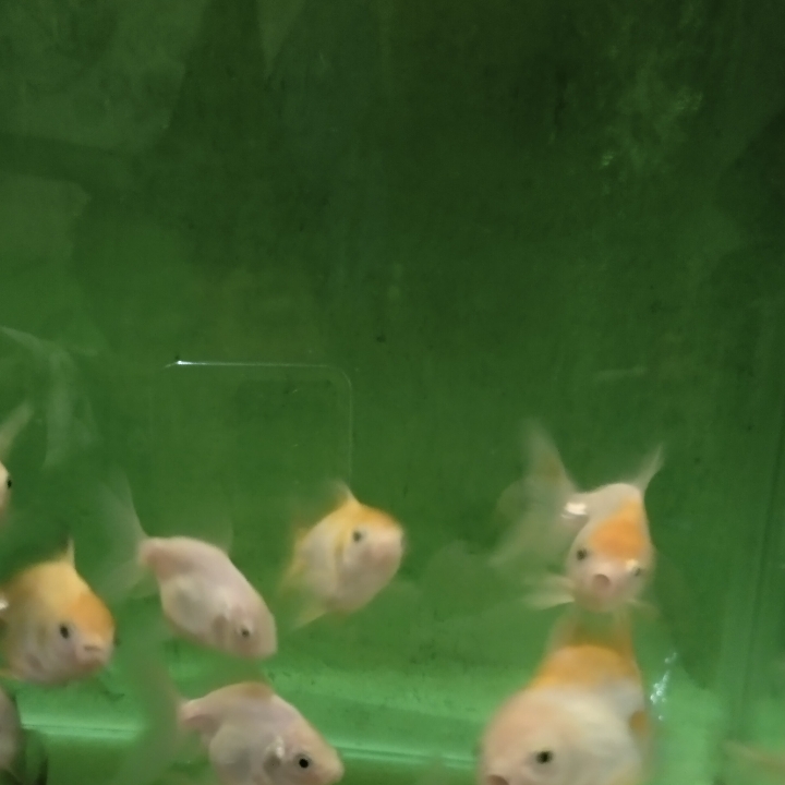 Ikan Koki Oranda Anakan 3