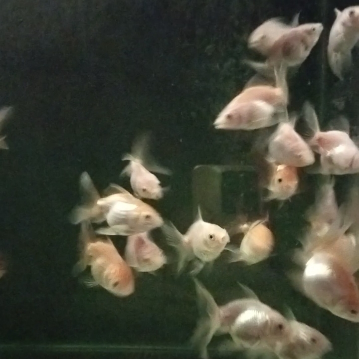 Ikan Koki Oranda Anakan 5