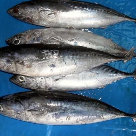 Ikan Komo