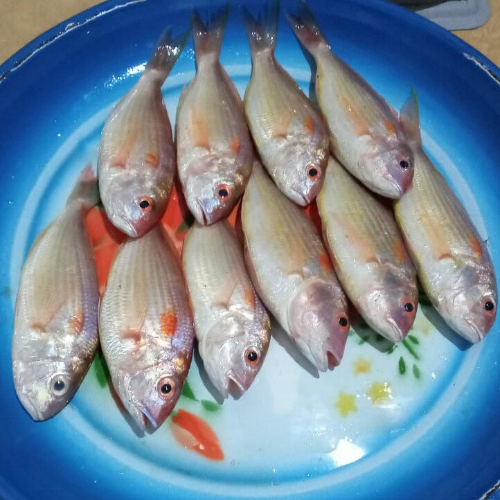 Ikan Kurisi