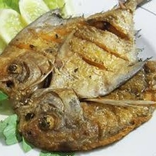 Ikan Laut