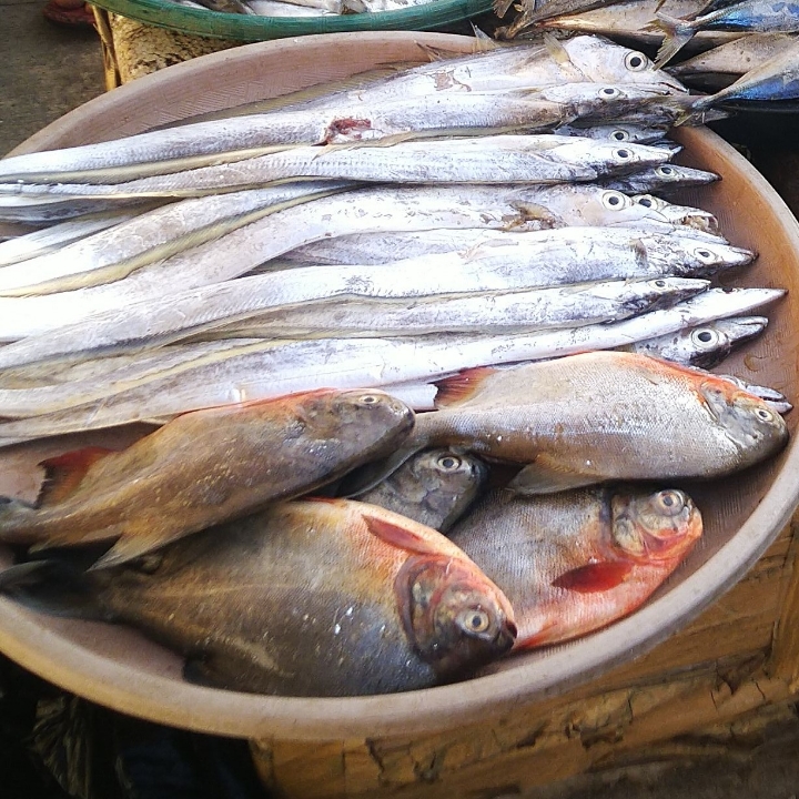 Ikan Layur