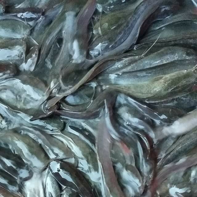 Ikan Lele