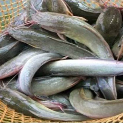 Ikan Lele