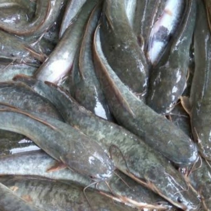 Ikan Lele 1kg