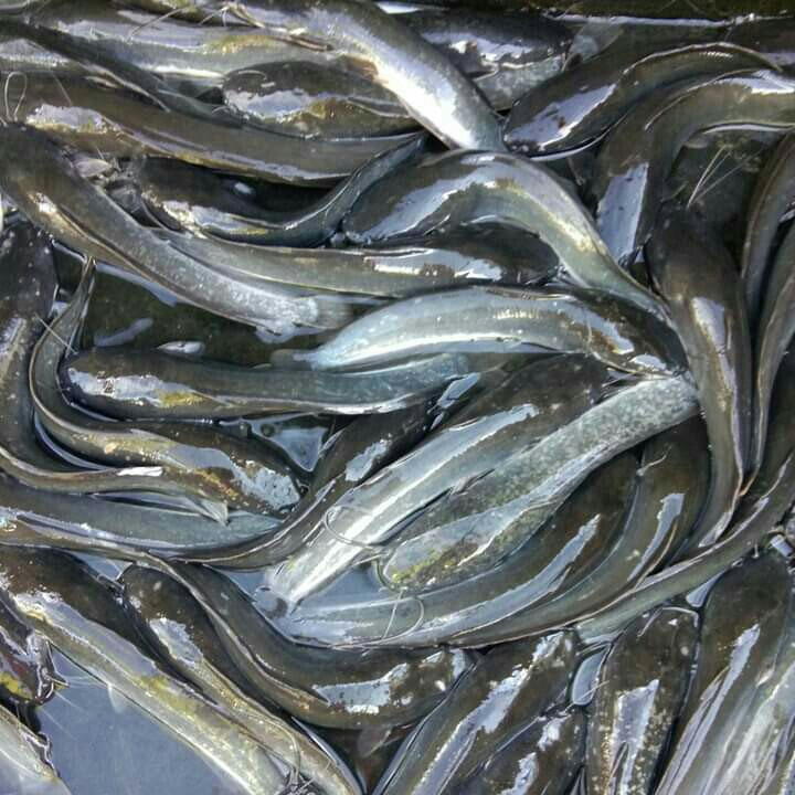 Ikan Lele Bersih