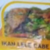 Ikan Lele Cabe Ijo