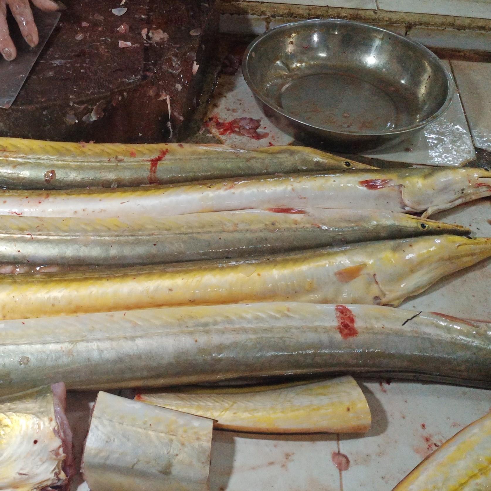 Ikan Malung