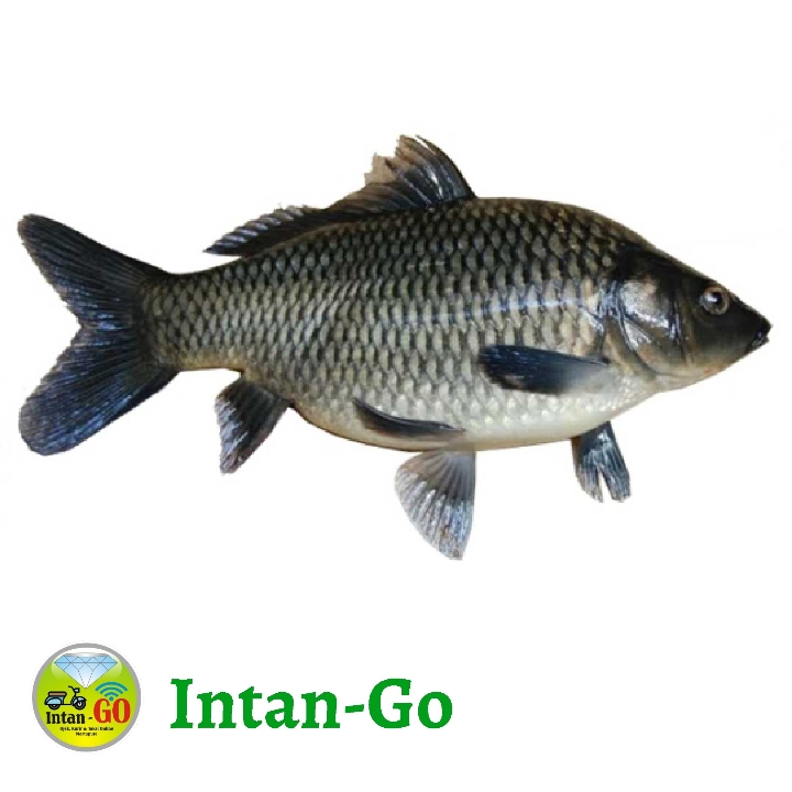 Ikan Mas