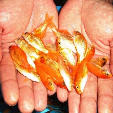 Ikan Mas