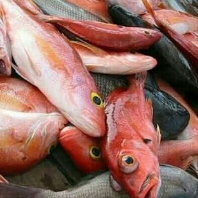 Ikan Merah 