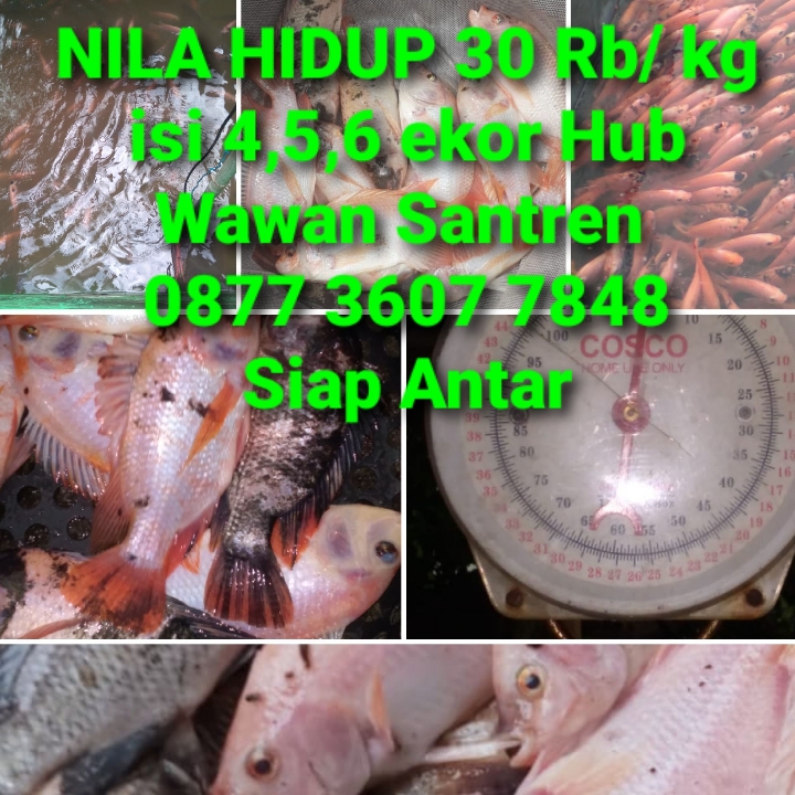 Ikan NILA